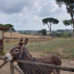 We stayed at I Casali Del Pino, a rural agriturismo just North of Rome. This is Bruno, the donkey