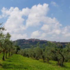 olive trees everywhere
