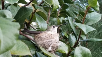 hummingbirds built a nest!