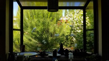 view from the kitchen bay window - the evergreen tree has gotten so huge!